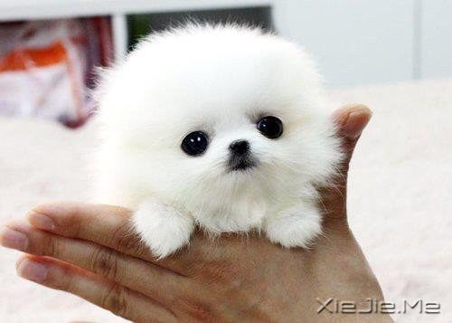 �ȳ輯��Ӫ #12